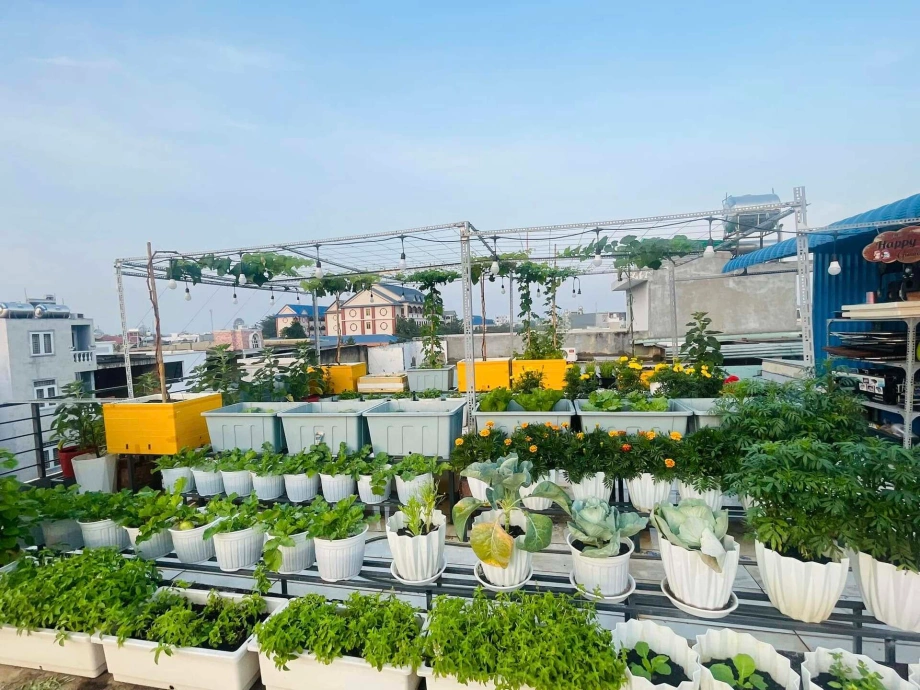 Hành trình làm vườn trên sân thượng của Ngọc Chi không chỉ mang lại giá trị của những sản phẩm tự trồng