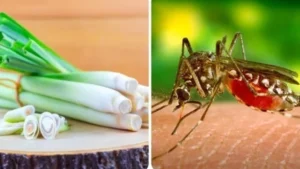 Có nhiều phương pháp tự nhiên khác nhau để đuổi muỗi mà bạn có thể áp dụng